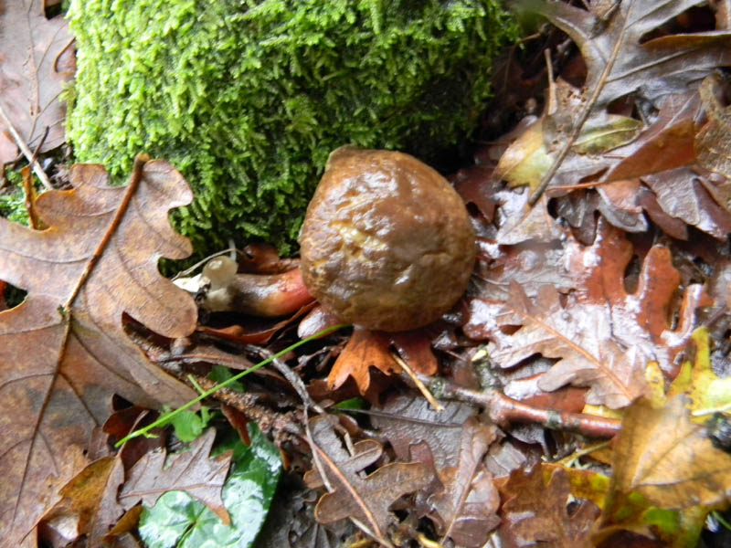 Fotografato il 30.11.2010.bosco di Quercia